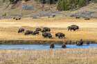 Bison make their way across Fairy Creek in Yellowstone National Park. Art Print